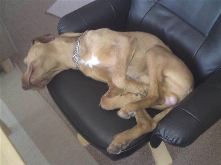 Ruhåret vizsla Bitzhu -  - Disconnect Foto: Mig billede 13