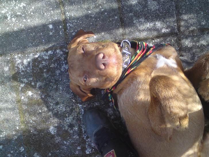 Ruhåret vizsla Bitzhu -  - Kom nu giv mig en godbid! Foto: Mig billede 14