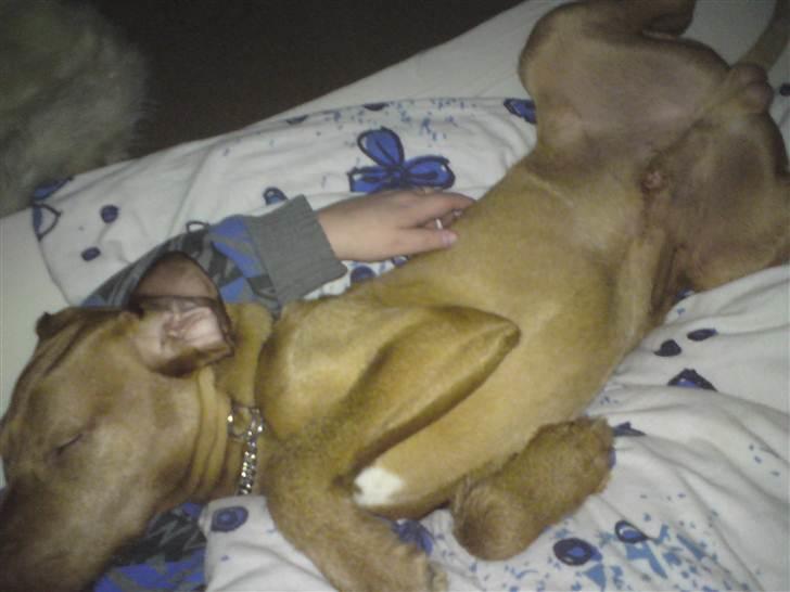 Ruhåret vizsla Bitzhu -  - ZZzzzzZZZzzzZZzzz Foto: Mig billede 15