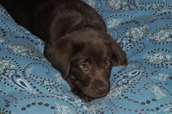 Labrador retriever HUMPHREY OMGEA DEN 3 - VERDEN ER SÅ STOR, SÅ JEG SNUPPER LIGE EN LUR billede 2