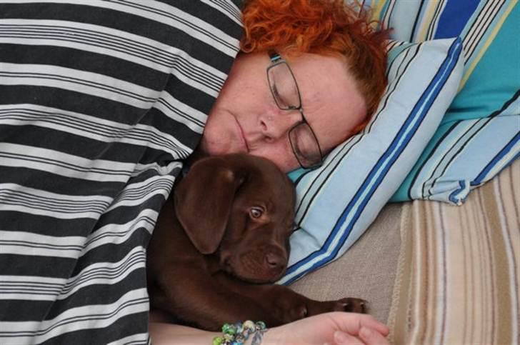 Labrador retriever HUMPHREY OMGEA DEN 3 - SÅ KAN LIVET IKKE BLIVE BEDER, AT SOVE SAMMEN MED MAD MOR billede 3