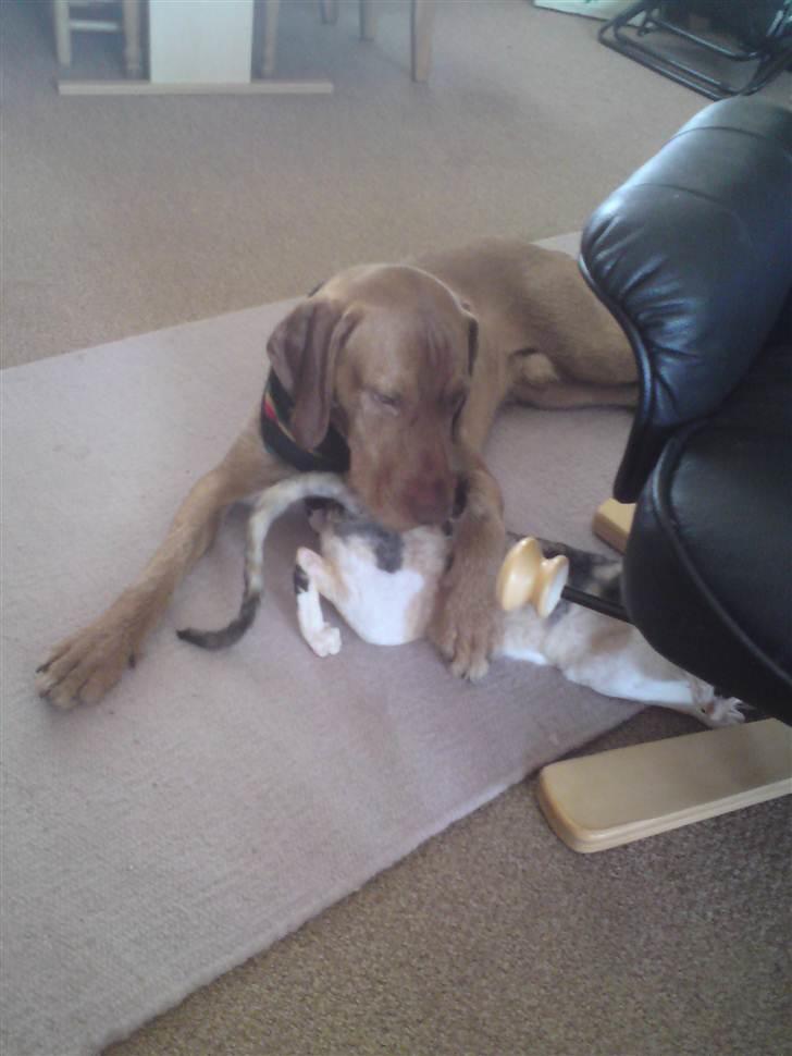 Ruhåret vizsla Bitzhu -  - Ordner Katten 2 Foto: Mig billede 16