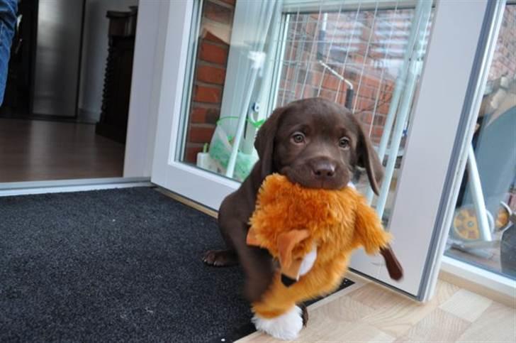 Labrador retriever HUMPHREY OMGEA DEN 3 - MAN HAR VEL JAGTHUND I SIG billede 4