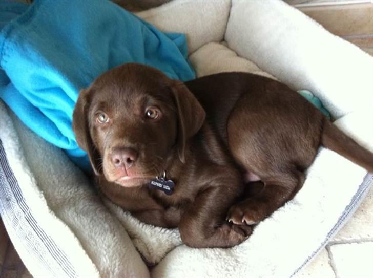 Labrador retriever HUMPHREY OMGEA DEN 3 - TAGER LIGE EN SLAPPER, DET ER HÅRDT AT LEGE. billede 5