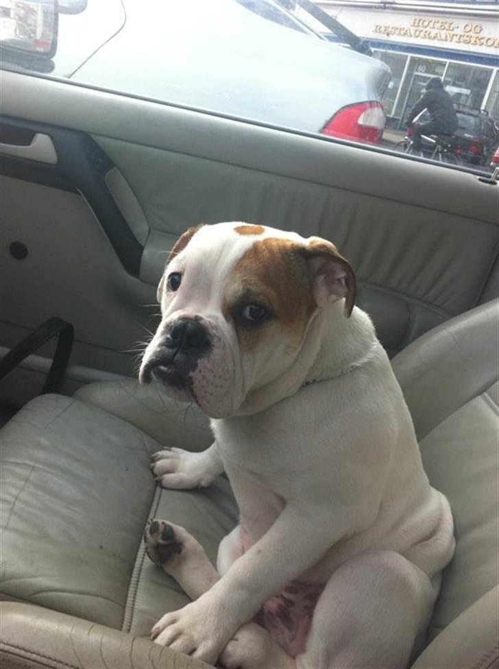 Engelsk bulldog Lillebror billede 1