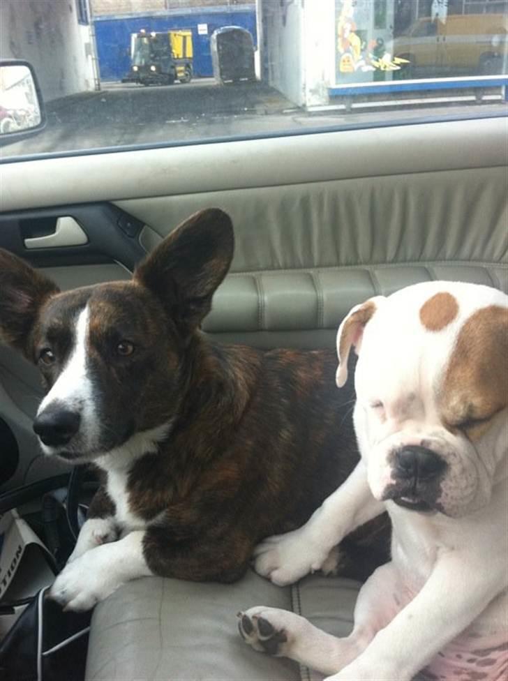 Engelsk bulldog Lillebror billede 2