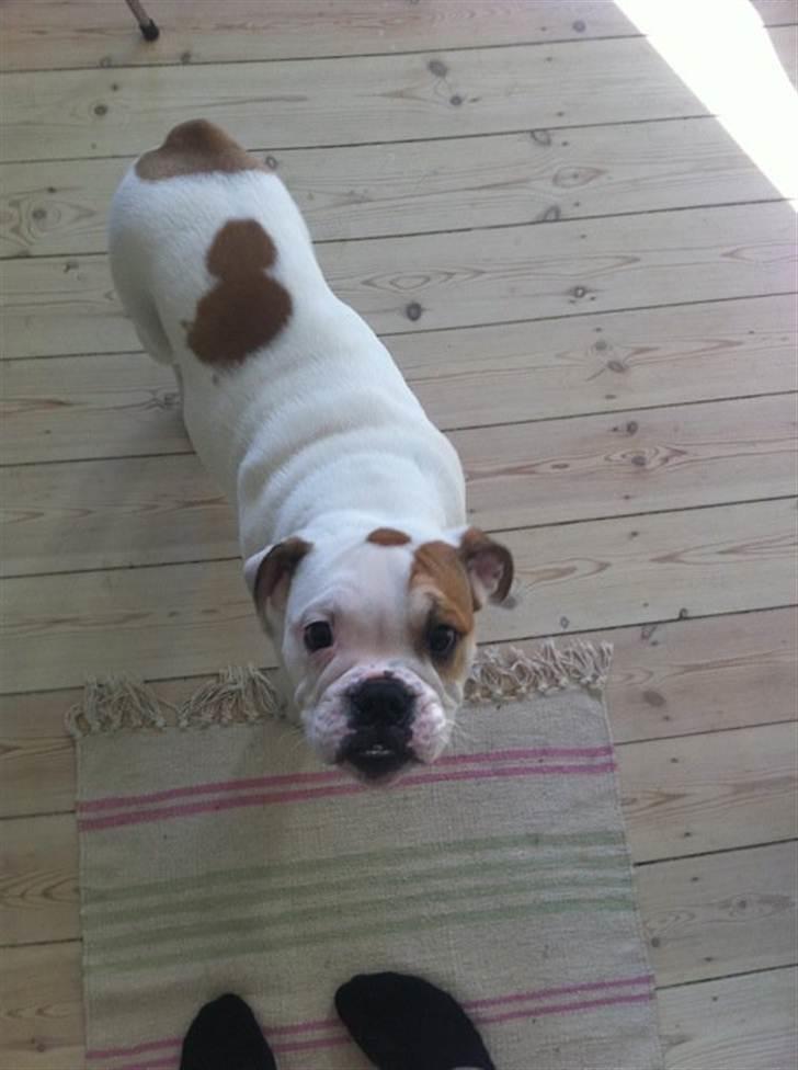 Engelsk bulldog Lillebror billede 3