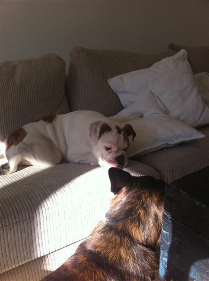 Engelsk bulldog Lillebror billede 4