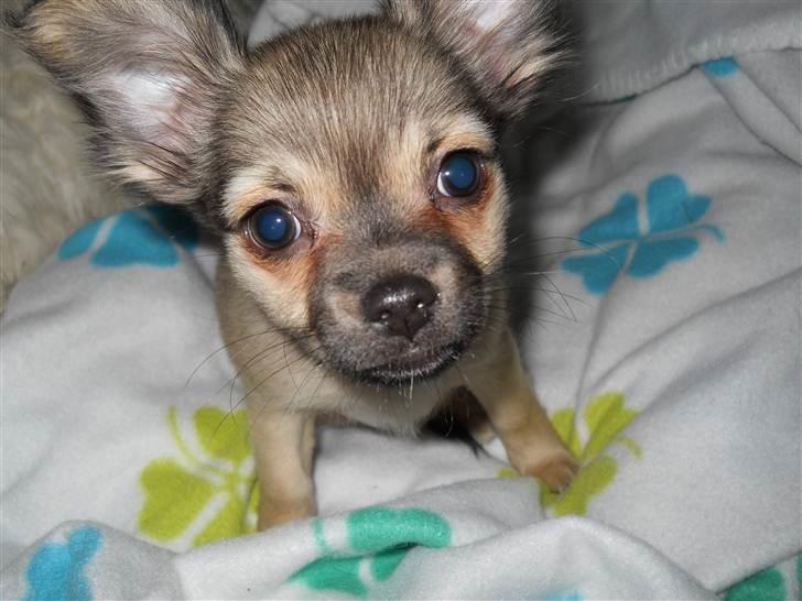 Chihuahua Alaia billede 2