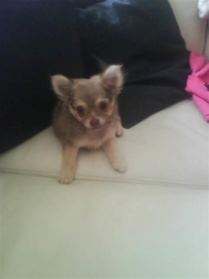 Chihuahua Pixi billede 4