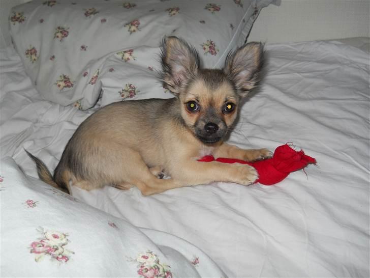 Chihuahua Alaia billede 3