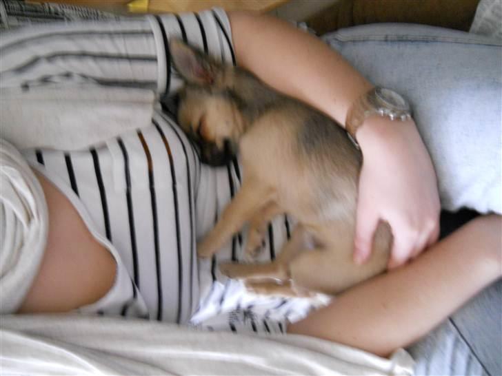 Chihuahua Alaia billede 4