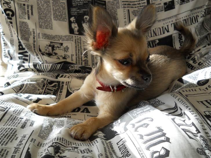 Chihuahua Alaia billede 5