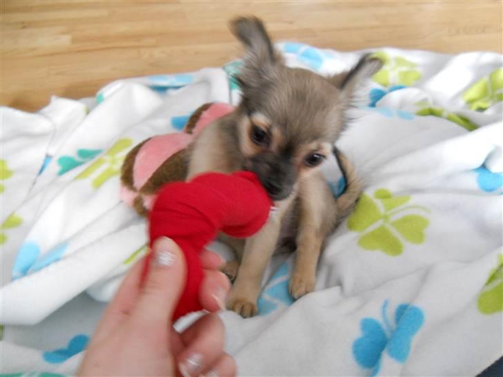 Chihuahua Alaia billede 6