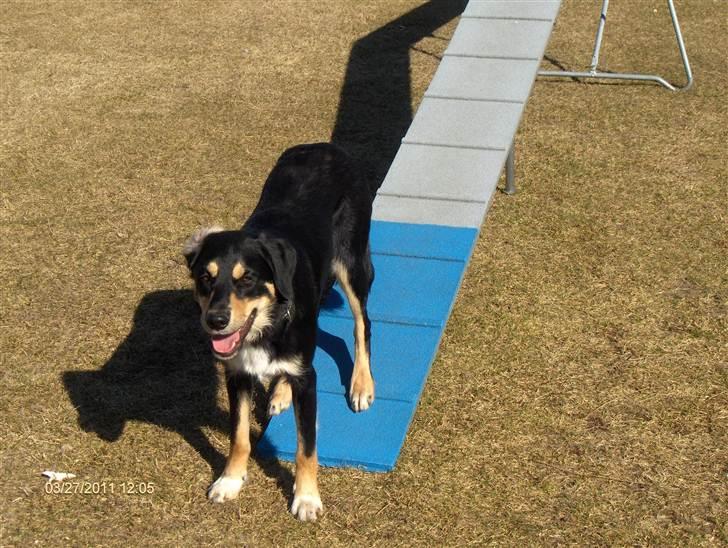 Blanding af racer Coda - Dygtige Coda <3 billede 17