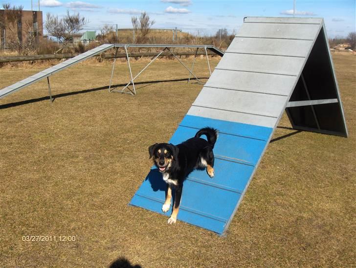 Blanding af racer Coda billede 18