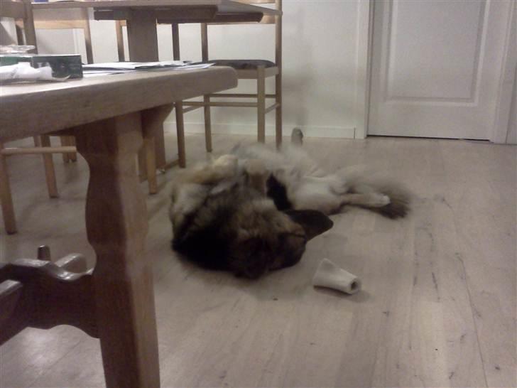 Blanding af racer Rex - Mor Lad mig nu sove i fred billede 14