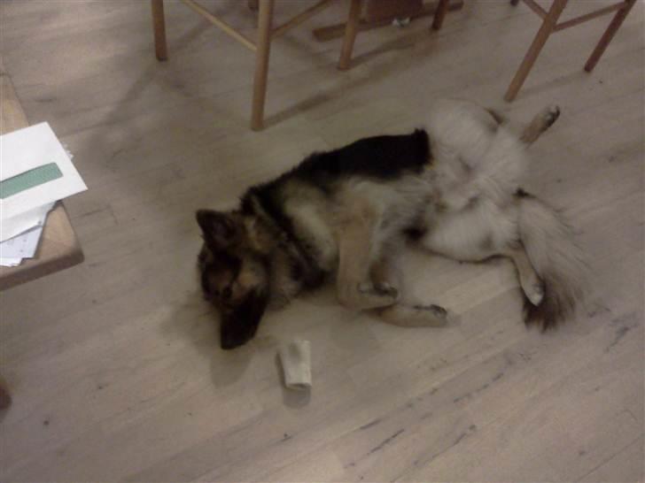 Blanding af racer Rex - Ejj mor nu vækkede du mig jo  billede 15