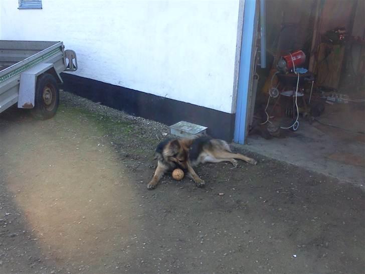 Blanding af racer Rex - Med mor og far i værkstedet for at lave bil puha det var varmt den dag :D billede 17