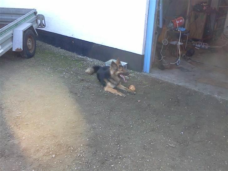 Blanding af racer Rex - Med mor og far i værkstedet for at lave bil puha det var varmt den dag :D billede 18