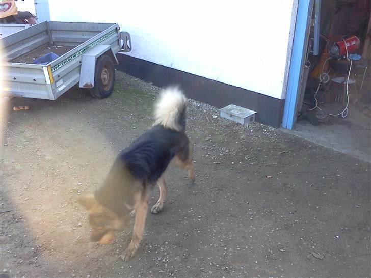 Blanding af racer Rex - Med mor og far i værkstedet for at lave bil puha det var varmt den dag :D billede 19