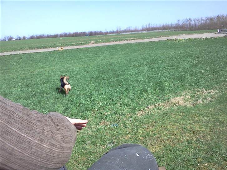 Blanding af racer Rex - DEJLIGT at Karen gad at lege lidt med mig nu hvor mor har tralvt med at tage billeder og far havde travlt med bilen ! :D billede 20