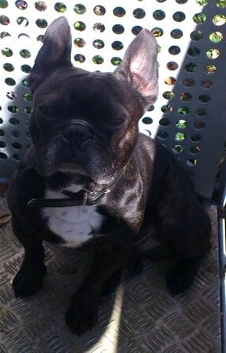 Fransk bulldog Dante Sfora Gregore AKA M billede 11