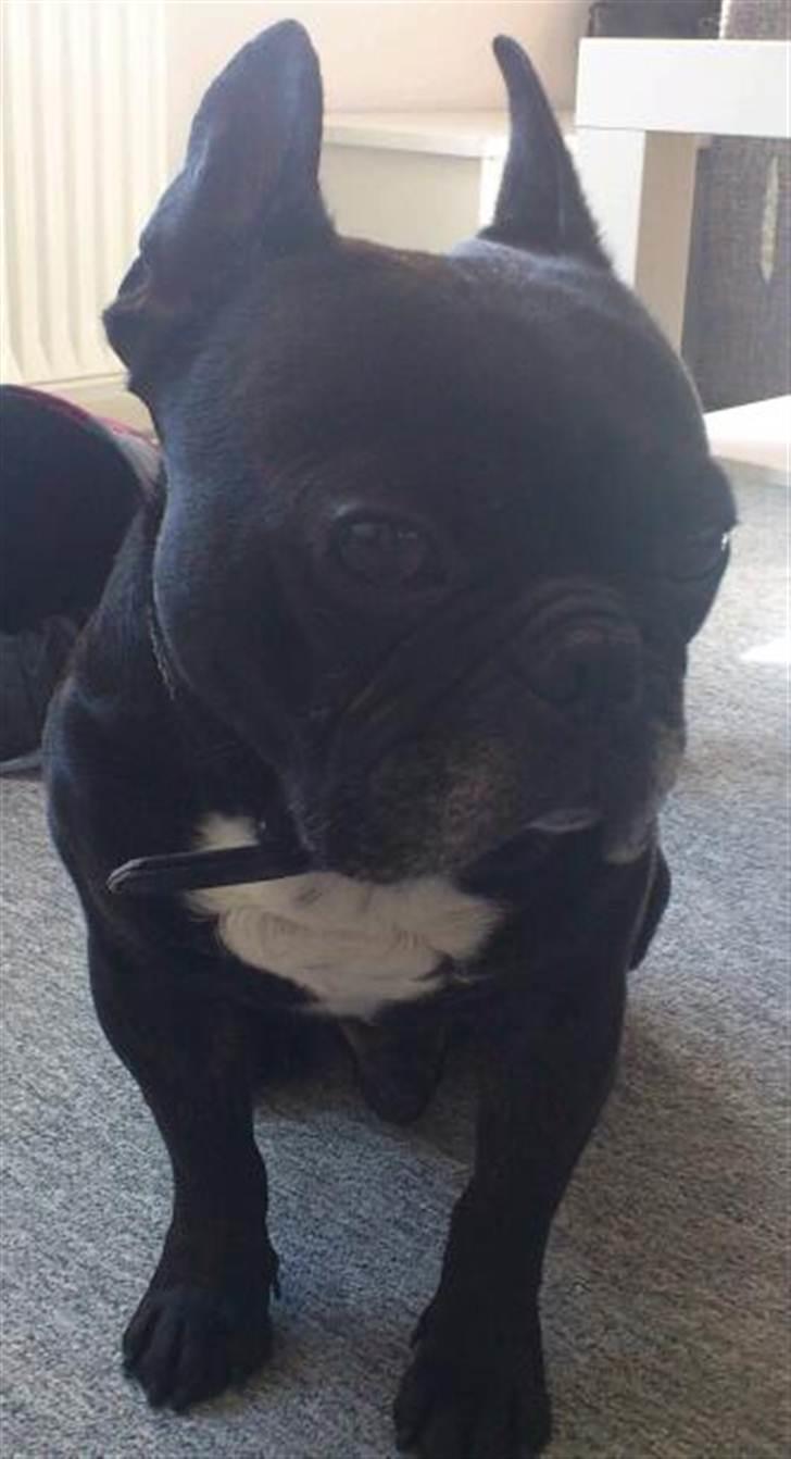 Fransk bulldog Dante Sfora Gregore AKA M billede 12