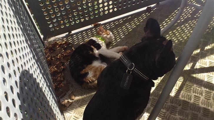 Fransk bulldog Dante Sfora Gregore AKA M billede 13