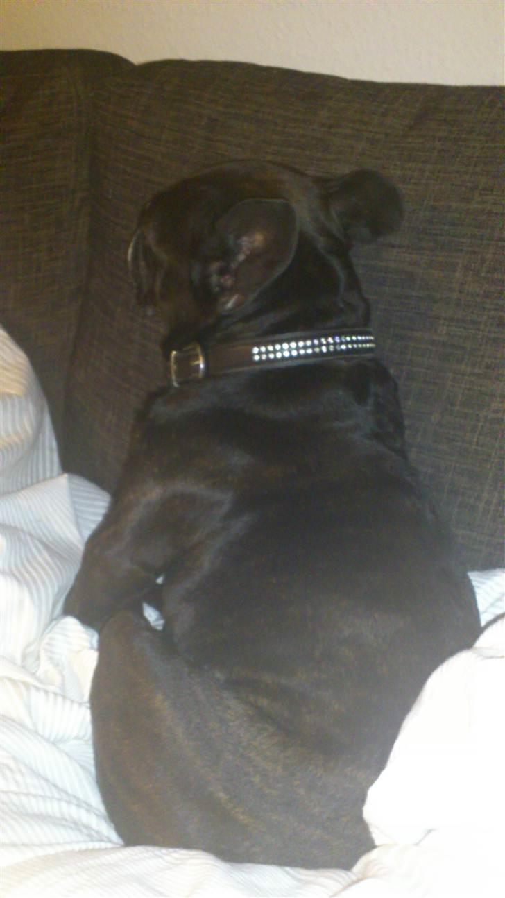 Fransk bulldog Dante Sfora Gregore AKA M billede 14