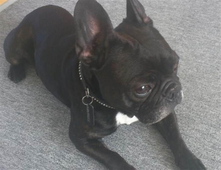 Fransk bulldog Dante Sfora Gregore AKA M billede 15