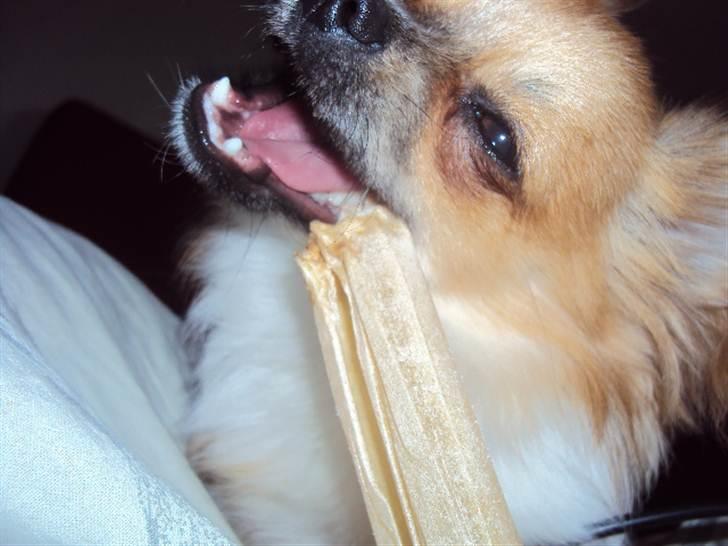 Chihuahua Eddie - Arg, jeg skal nok få has på det tyggeben en dag... billede 4