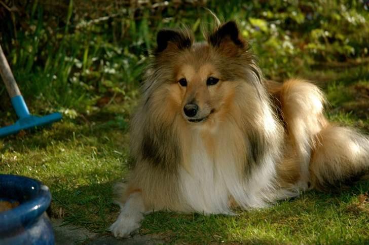 Shetland sheepdog Elverlamshuset's Tilde  - HEEEY! jeg hedder Tilde og Velkommen til min profil :D billede 1