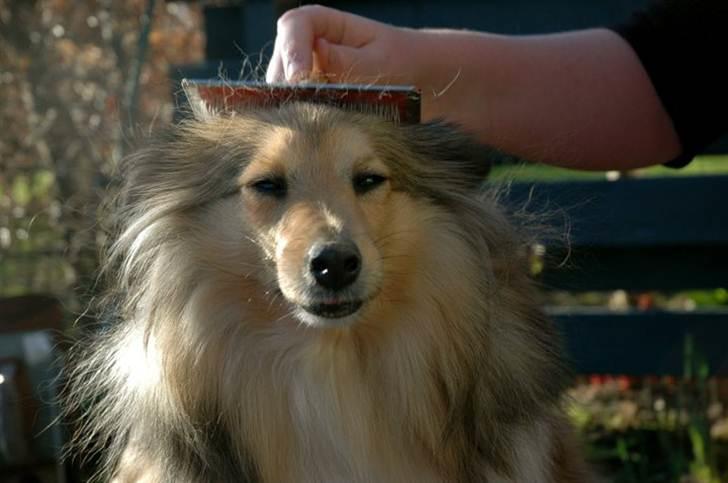 Shetland sheepdog Elverlamshuset's Tilde  - ja,, meget skal jeg finde mig i, man må jo lide for skønheden ;)? billede 2