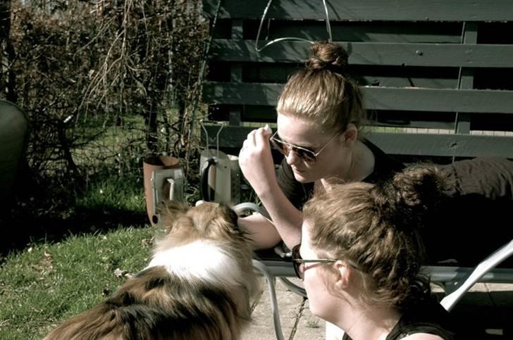 Shetland sheepdog Elverlamshuset's Tilde  - mig og mine 2 mennesker i solen.  billede 3