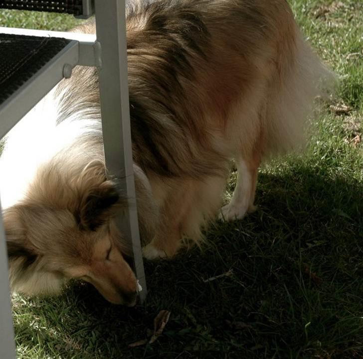 Shetland sheepdog Elverlamshuset's Tilde  - mmmm.. MAD! billede 4