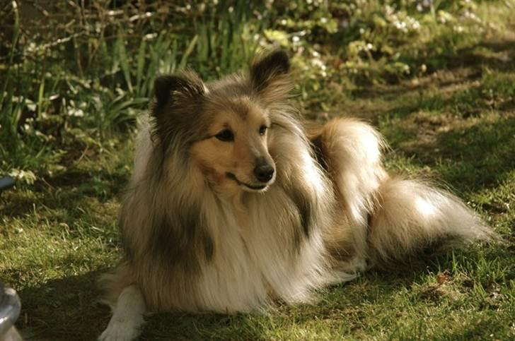 Shetland sheepdog Elverlamshuset's Tilde  billede 5