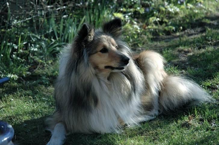 Shetland sheepdog Elverlamshuset's Tilde  billede 6