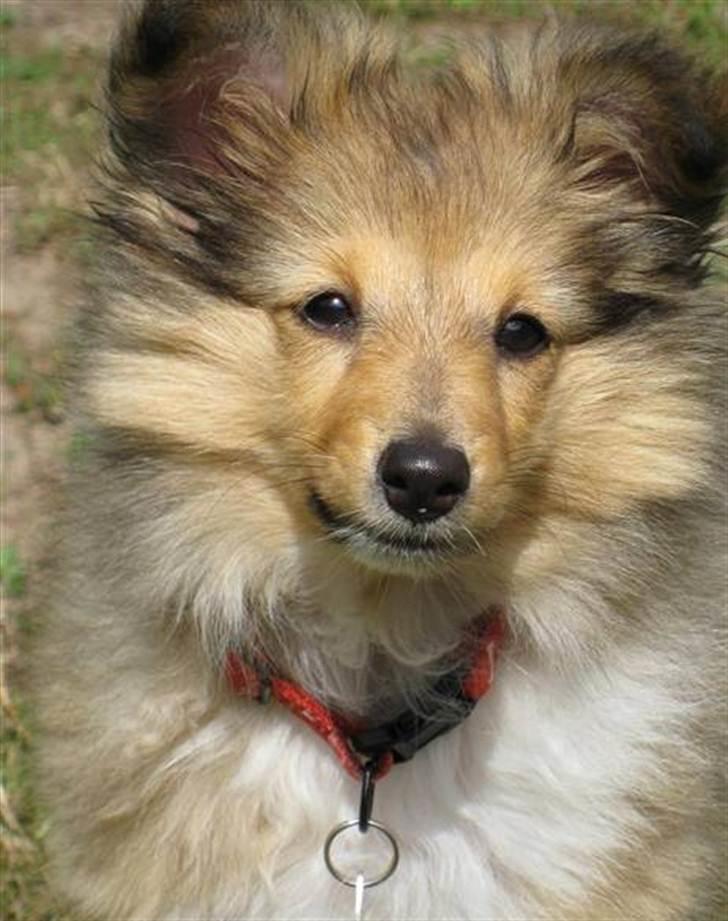 Shetland sheepdog Elverlamshuset's Tilde  - Dengang jeg var lille  :)) billede 7