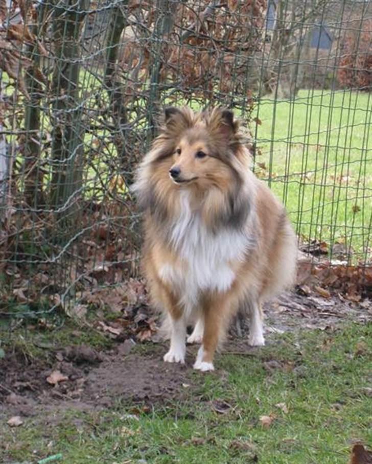 Shetland sheepdog Elverlamshuset's Tilde  billede 8