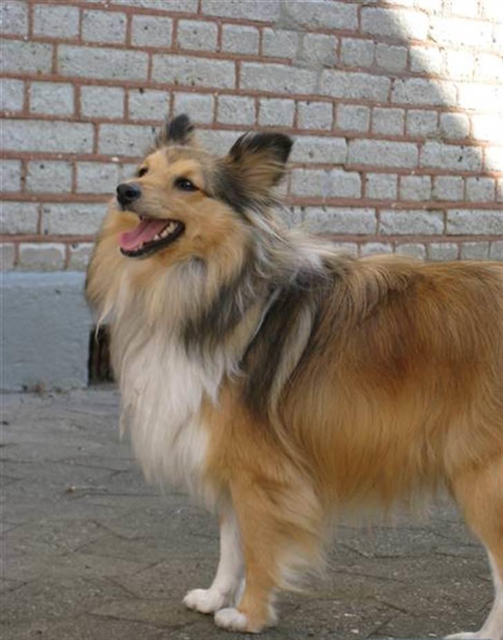Shetland sheepdog Elverlamshuset's Tilde  billede 9