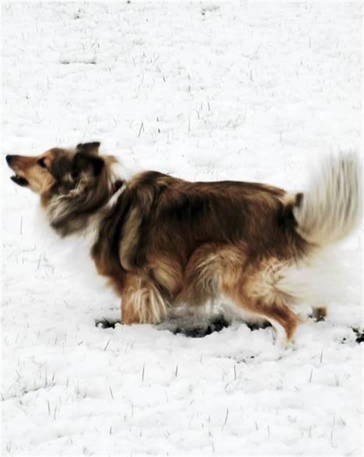 Shetland sheepdog Elverlamshuset's Tilde  billede 10
