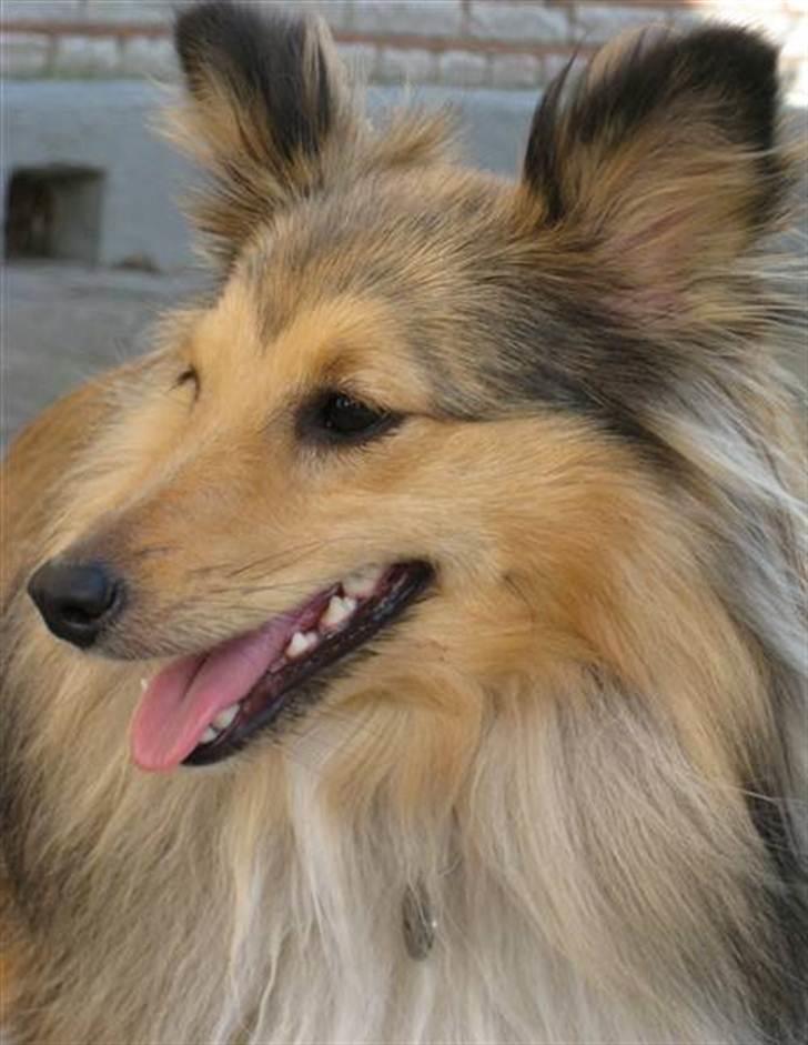 Shetland sheepdog Elverlamshuset's Tilde  billede 11