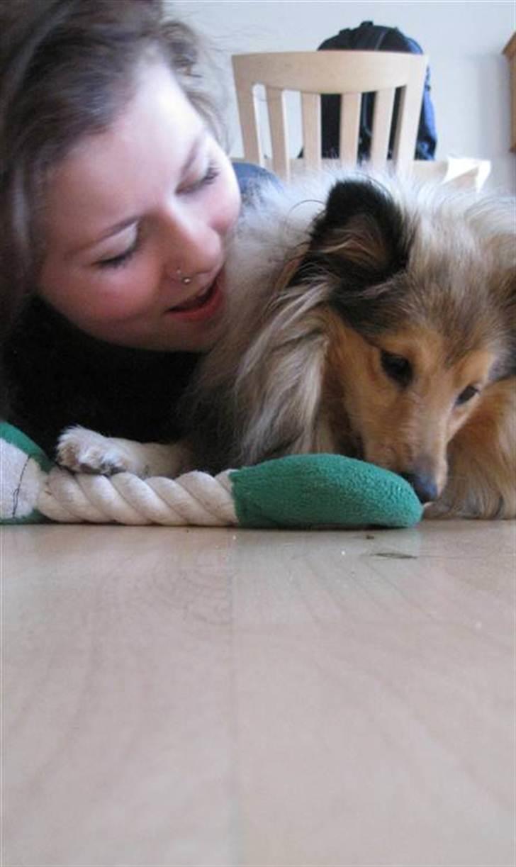 Shetland sheepdog Elverlamshuset's Tilde  billede 12