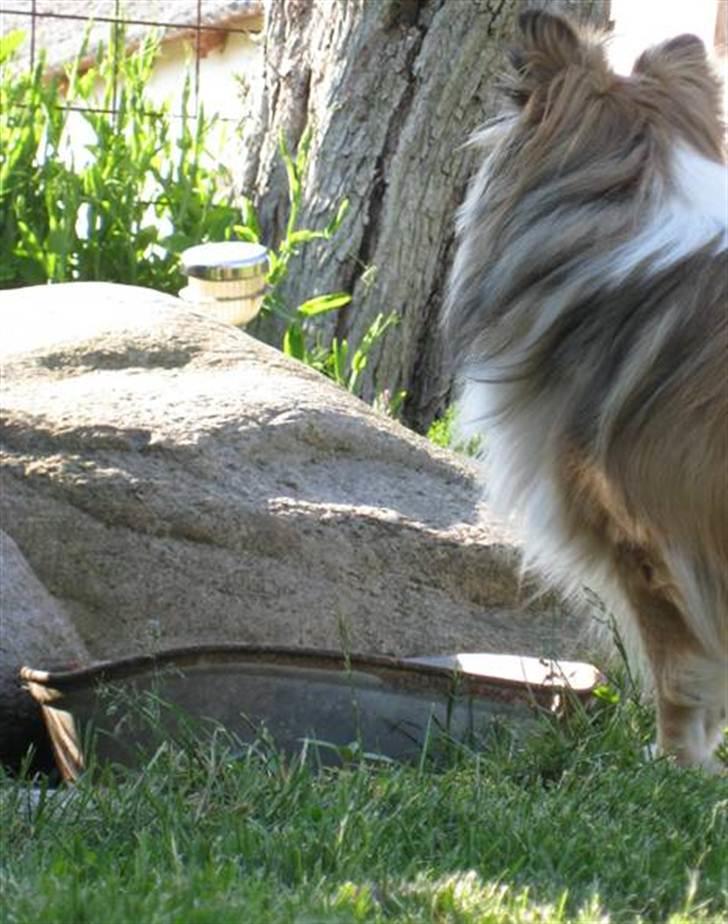 Shetland sheepdog Elverlamshuset's Tilde  - Tak for denne gang :)) billede 13