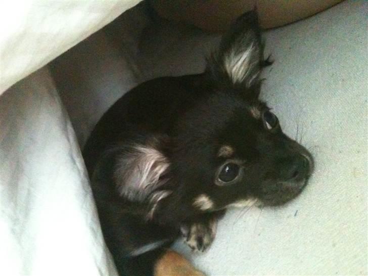 Chihuahua Batman billede 16