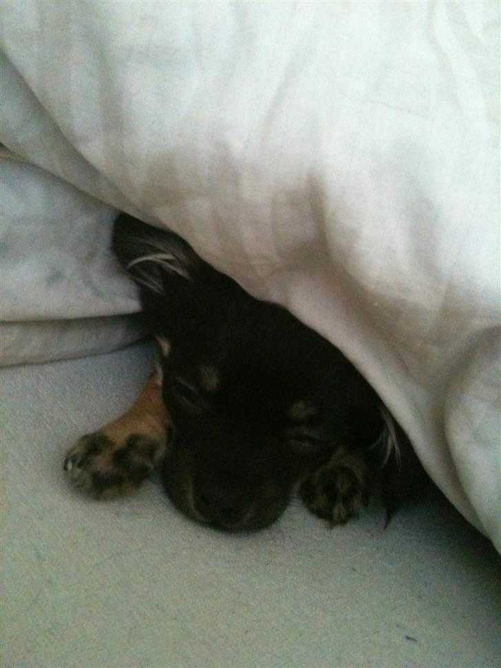 Chihuahua Batman billede 17