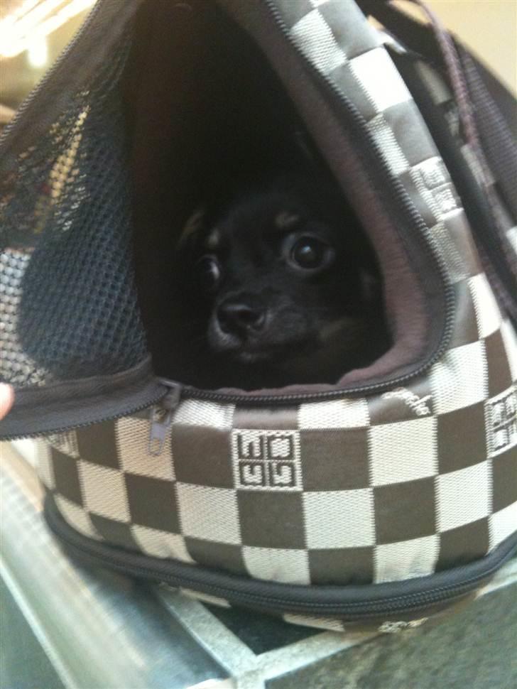 Chihuahua Batman billede 18