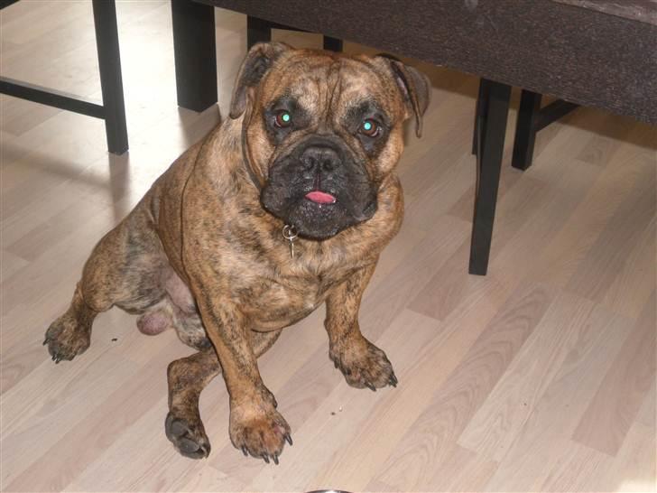 Olde victorian bulldogge Holger billede 1