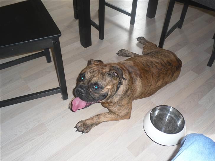 Olde victorian bulldogge Holger billede 2